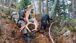 Maine MOOSE SHED HUNTING in the Mountains with my Dog