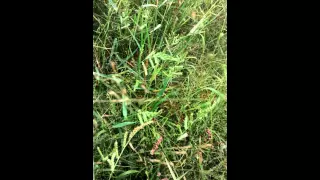 Garden spider biting Grasshopper