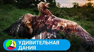 ДОКУМЕНТАЛЬНЫЙ СЕРИАЛ О ДИКОЙ ПРИРОДЕ! Удивительная Дания. 1 - 4 Серии. Фильм в HD