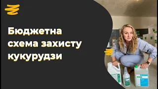 🌽 ЕКОНОМНА СХЕМА ЗАХИСТУ КУКУРУДЗИ ВІД БУР'ЯНІВ