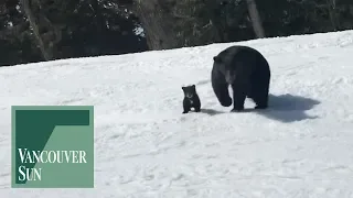 Skier swerves right on Whistler to avoid mama bear and cub | Vancouver Sun