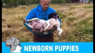 Rescued a homeless pregnant dog + newborn 8 puppies. Please share so we can find them new home!