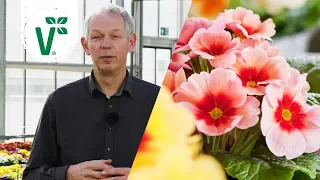 Welche Blumen kann man im Frühjahr in den Garten pflanzen? (Frühjahrsblüher) - Volkers Gartenwissen