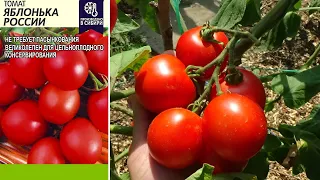 Сорта томатов Яблонька России Полный обзор сорта