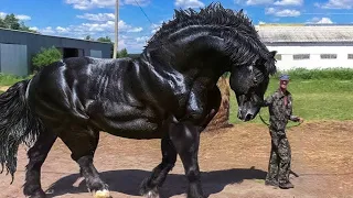 10 MOST BEAUTIFUL HORSES IN THE WORLD