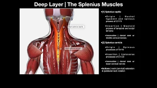 True Back Muscles | The Splenius & Erector Spinae Groups