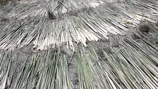 Szárad a gyékény. ( Cattail Basket raw material )