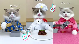 That Little Puff | Cats Make Food 😻 | Kitty God & Others | TikTok 2024 #32