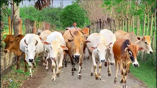 Sapi Lembu Gemuk Berkeliaran Di Kebun Hijau, Suara Sapi Panggil Anak, Sapi Peliharaan Yang Jinak