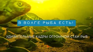 В ВОЛГЕ РЫБА ЕСТЬ! ОГРОМНАЯ СТАЯ жерехи, подусты, лещи, голавли, язи, караси, судаки, окуни.