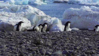 Antarctica, your Paradise Harbor!