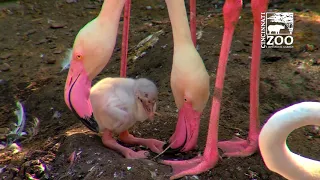 Flamingo Chicks are Hatching - Cincinnati Zoo