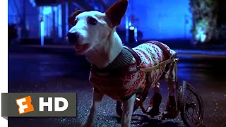 Babe: Pig in the City (1998) - Flealick's Wild Ride Scene (7/10) | Movieclips