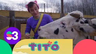 Excursió amb la vaca (i la seva caca) - Titó