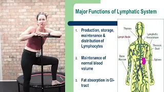 The Lymphatic System: What Is It & How Does Rebounding Help?