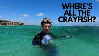 FREE DIVING FOR CRAYFISH IN WESTERN AUSTRALIA | VAN LIFE