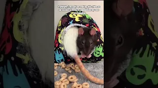 Pet Rats - What Is “Boggling”?