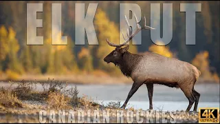 Elk Rut in the Canadian Rockies of Banff & Jasper, Alberta, Canada