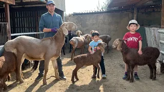 Ысык-Көл // Мыкты кочкор короонун көркү! Азамат байкенин арашан кой чарбасы