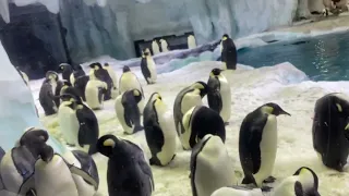 ￼ Penguin penguin penguin