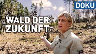 Die Zukunft des Waldes - der Wald der Zukunft | doku