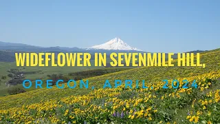 wildflower in Sevenmile Hill, Oregon, April,2024