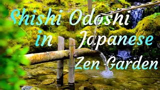 Peaceful sound of Shishi Odoshi in Japanese Zen Garden - bamboo fountain for Study, Deep sleep, ASMR