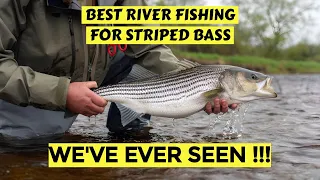 Insane Striped Bass Fishing On A River !