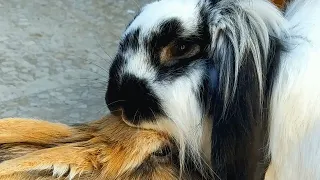 Bunny's response to paralyzed friend will change how you see bunnies