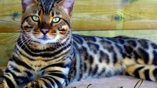 AMAZING  EXOTIC  CATS ✨️ (  NEW. )