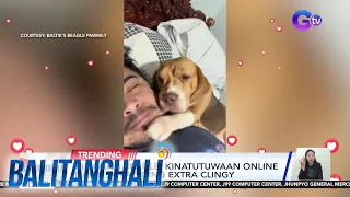 Alagang beagle, kinatutuwaan online dahil sa pagiging extra clingy | BT