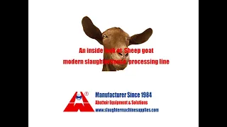 Inside look at modern sheep slaughterhouse processing line goat abattoir slaughtering equipment