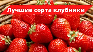 Самые вкусные сорта крупноплодной клубники. Что надо знать, прежде чем  посадить гигантскую ягоду.