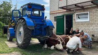 Все буде Україна! Ферма для дівчат, попав під Корову ледве не розчавила...