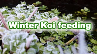 Feeding Koi in Winter | What to feed your Koi?