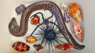 Catch eels and hermit crabs, snails, conch, ornamental fish, crabs, sea fish, starfish, sea urchins