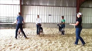 4-H Dairy Goat Showmanship