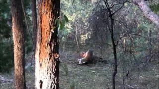 How to recover a Deer shot out of tree stand