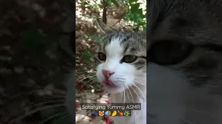 Cute Stray Cat Eating Chicken In My Hand 🐾😻🔊🤌🍗🌿👅 Satisfying Yummy ASMR #Shorts