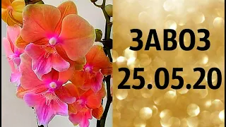 🌸Продажа орхидей. ( Завоз 25. 05. 20 г.) Отправка только по Украине. ЗАМЕЧТАТЕЛЬНЫЕ КРАСОТКИ👍