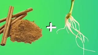 Cinnamon as Rooting Hormone - Will it propagate cuttings faster?