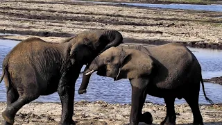 Chobe National Park: Botswana, African Safari