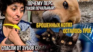 Котенок убежал от своей мамы в зубы собакам😱. Мы с Персом подружились. Как погиб Нуар🥺