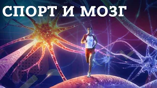 Влияние физической активности и спорта на мозг