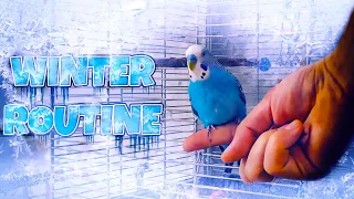 Budgie's Winter Care Routine