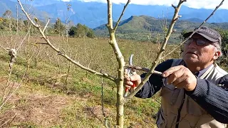 Como PODAR una MANZANA en sistema EJE CENTRAL