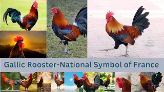 Gallic Rooster The National symbol of France #shorts