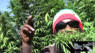 Marlon Asher - Ganja Cowboy [OFFICIAL VIDEO] By TRU REELZ PROD.