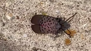Spotted lanternfly discovered in Illinois