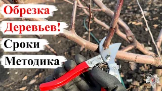 ОБРЕЗКА ПЛОДОВЫХ Деревьев! СРОКИ и МЕТОДИКА